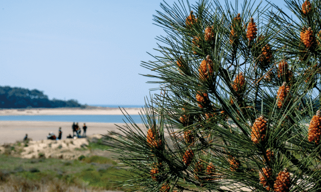 Découverte nature Olonnaise
