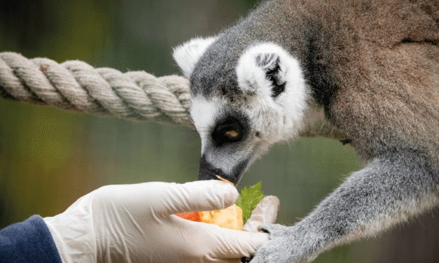 Instant privilège au zoo