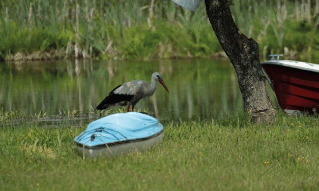Kayak, à la rencontre des cigognes