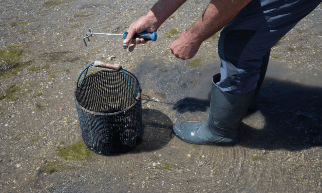 Pêche à pied Palourdes