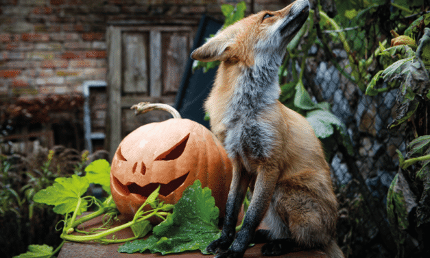 Halloween au zoo